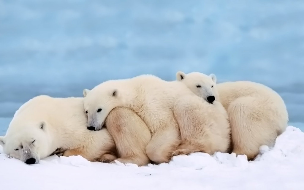 white_polar_bears_sleep_together